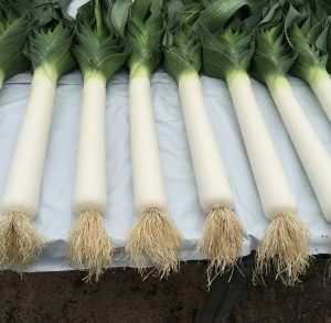 Blanch Leek Rooted Bulbils - Pendle Improved