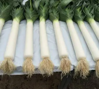 Blanch Leek Rooted Bulbils - Pendle Improved