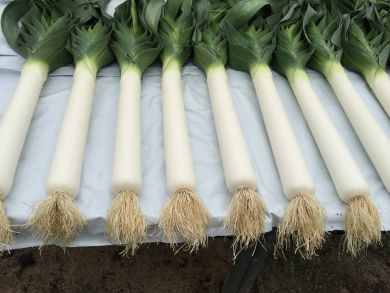 Blanch Leek Rooted Bulbils - Pendle Improved