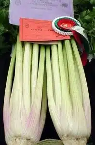 Evening Star Celery F1 (Exclusive to Medwyns) from an LATE MARCH sowing.