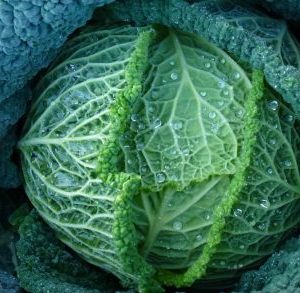 Serpentine Savoy Cabbage F1