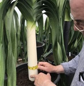 Blanch Leek Rooted bulbils - Llanedwen