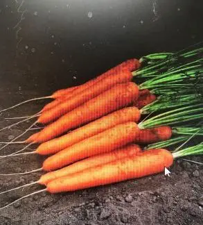 Speedo F1 Carrot
