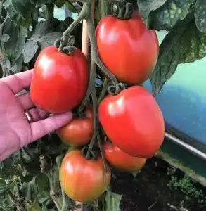 Super Mama F1 Tomato