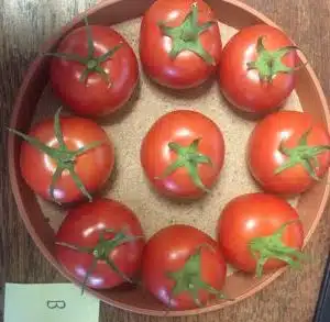 Y Ddraig Goch Tomato Plants.