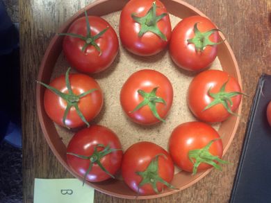 Y Ddraig Goch Tomato Plants.