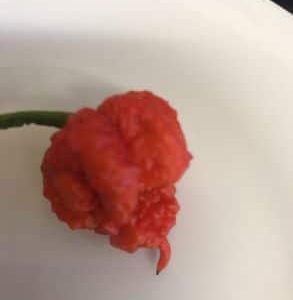 Carolina Reaper Chili