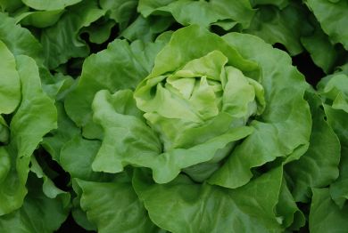 Barilla Butterhead lettuce