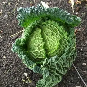 RIGOLETO F1 - SAVOY CABBAGE