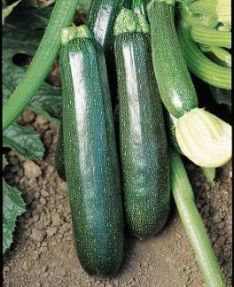 Sure Thing F1 Courgette