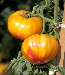 *NEW* Buffalo Sun F1 Beefsteak Tomato