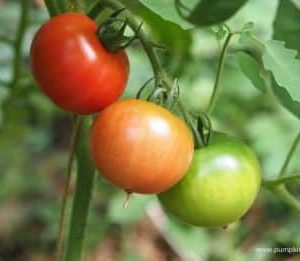 Tomato Crimson Crush