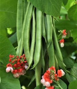 Runner Bean Tenderstar