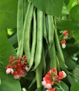 Runner Bean Tenderstar