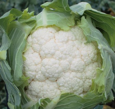 Cauliflower IDRIS F1