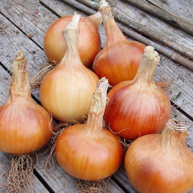 Santero F1 (Resistance to onion downy mildew)