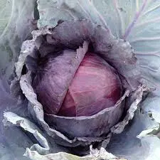 Lodero Red Cabbage Club Root Resistant