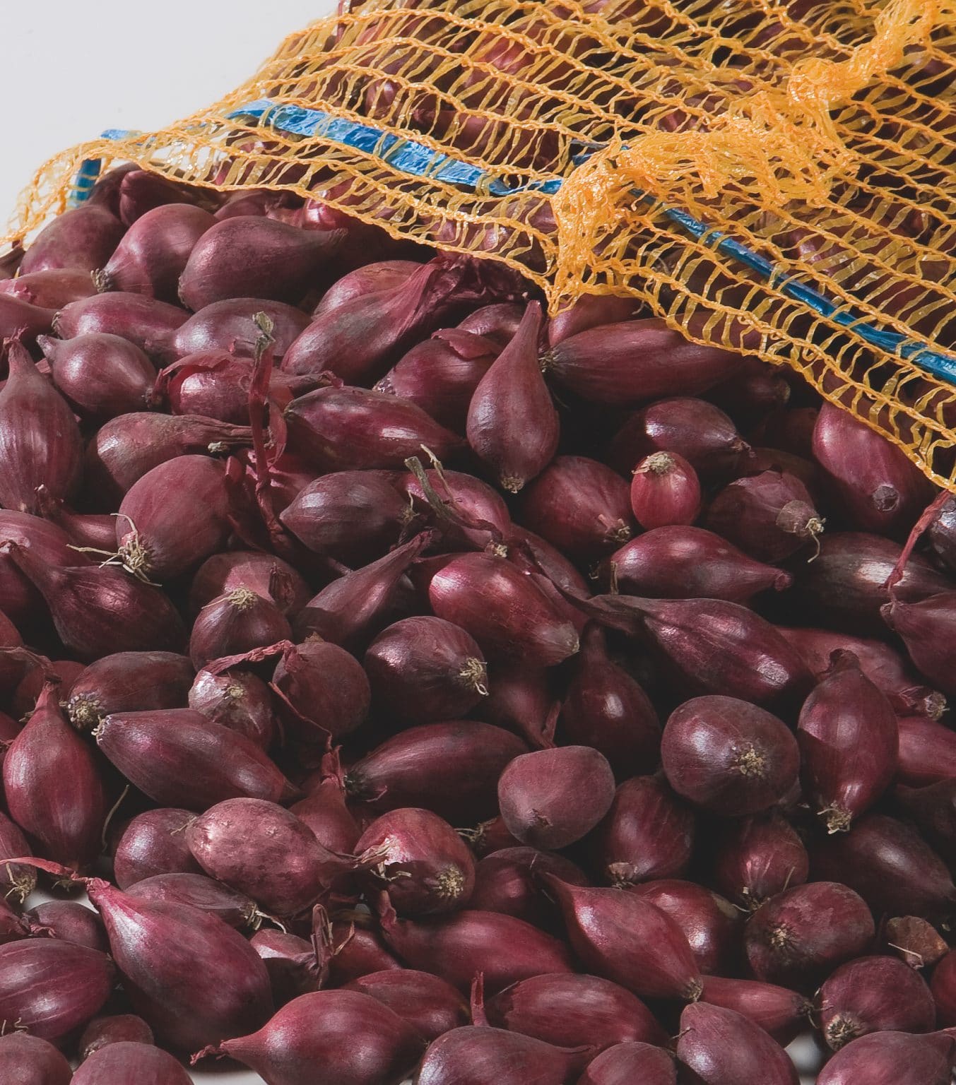ELECTRIC AUTUMN PLANTING ONION SETS Medwyns of Anglesey