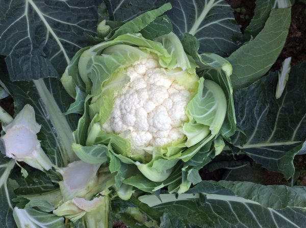 Carbis F1 Cauliflower
