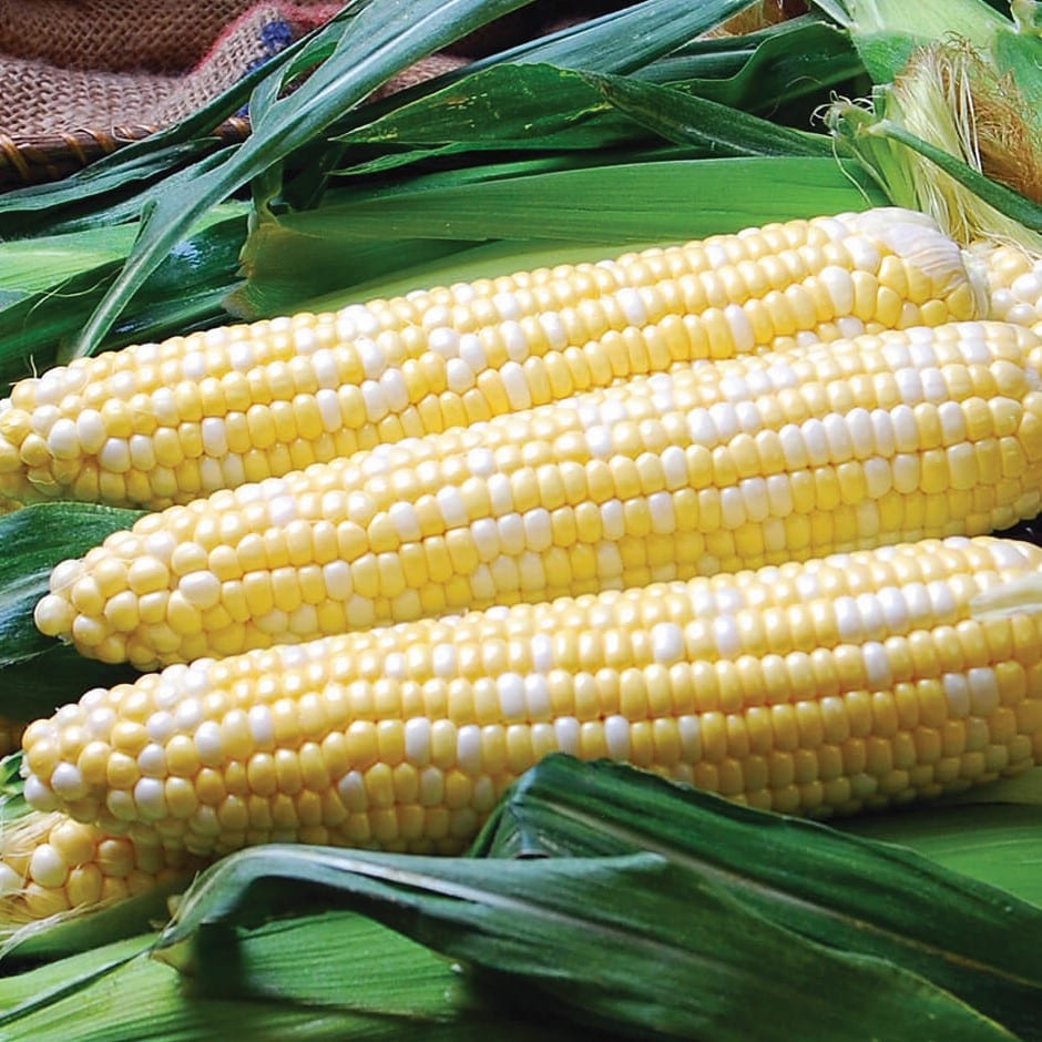 Sweet Corn Solstice F1 (Bicolour kernels) - Medwyns of Anglesey