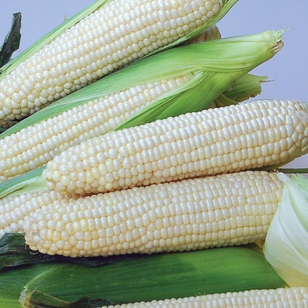 Eden F1 Sweet Corn  (White Kernels)