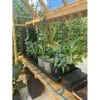 AutoPot Tray2Grow system - Image 9