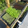 AutoPot Tray2Grow system - Image 10