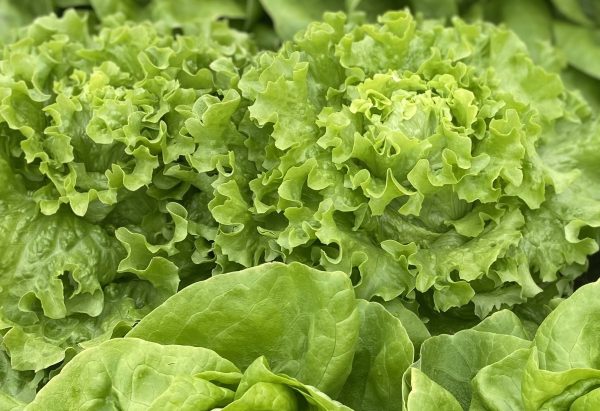 FROSTLINE - Winter Curly leafed lettuce