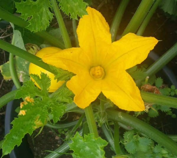 One Ball (Yellow Round Courgette)