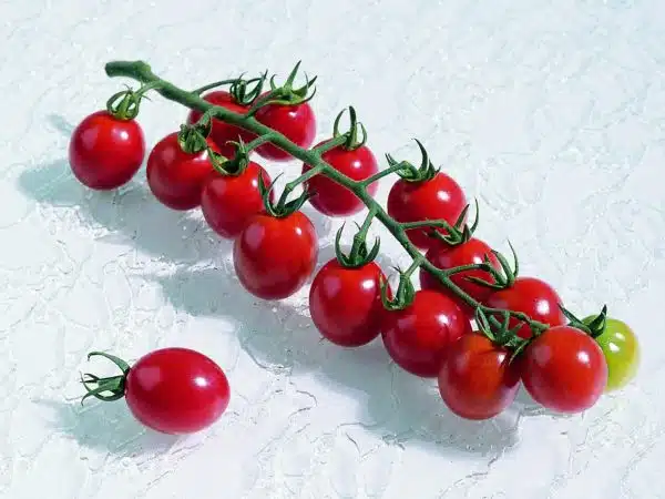 Apero F1 Tomato
