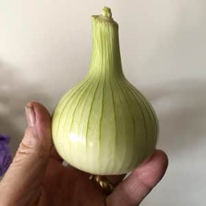 Storo F1 onion