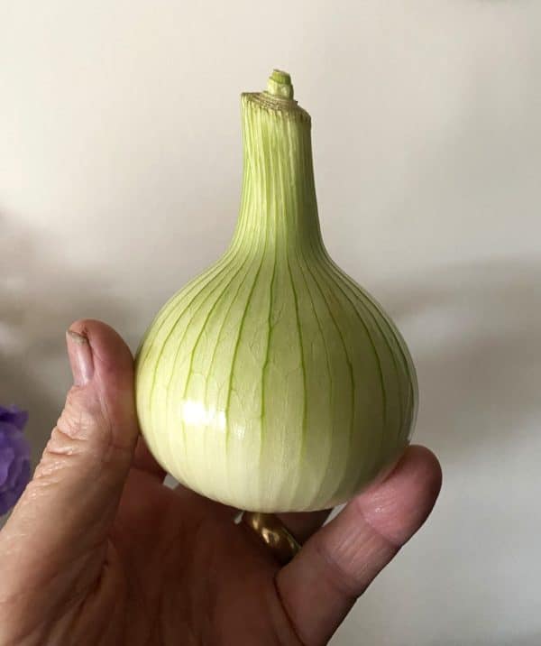 Storo F1 onion