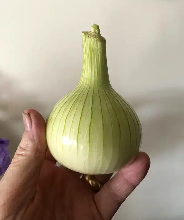 Storo F1 onion