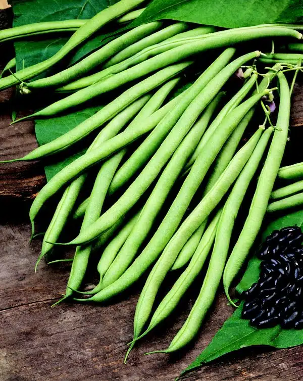 Cobra (Climbing French Bean)
