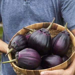 Aubergine Meatball F1