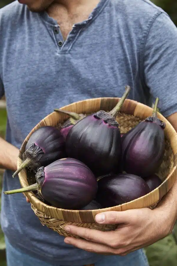 Aubergine Meatball F1