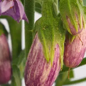 Aubergine Jewel Marble F1