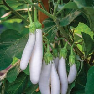 Aubergine White Knight F1