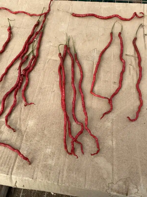 LONG RED CHILI