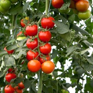 Tomato Bauna F1