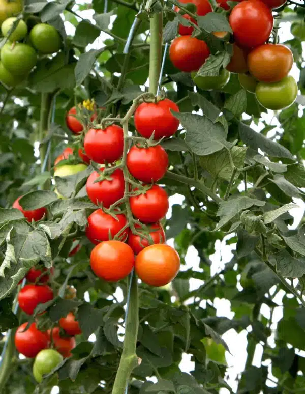Tomato Bauna F1