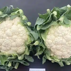ZARAGOZA F1 (Good Resistance to Clubroot)