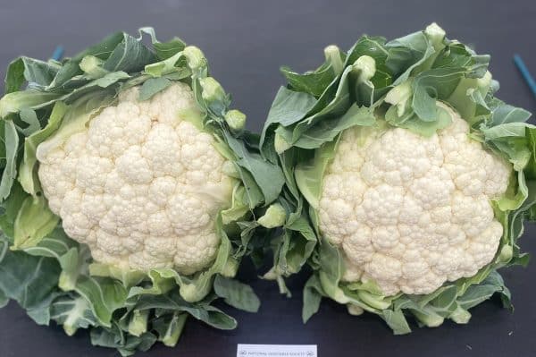 ZARAGOZA F1 (Good Resistance to Clubroot)