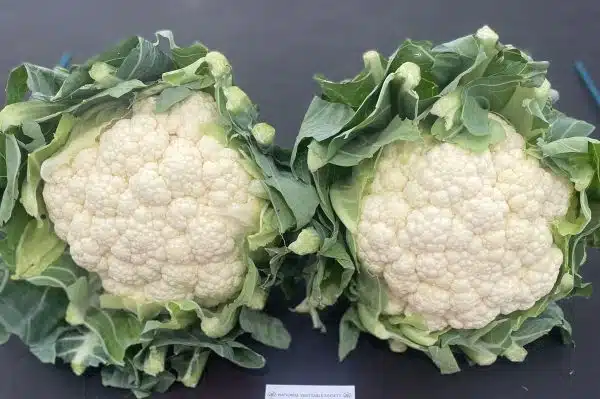 ZARAGOZA F1 (Good Resistance to Clubroot)