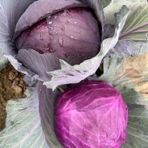 ROMUS F1