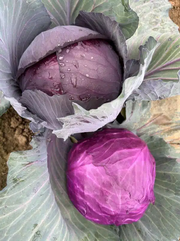 ROMUS F1
