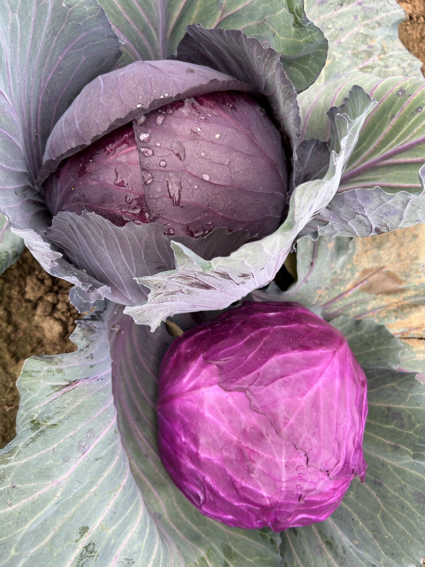 ROMUS F1