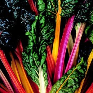 CHARD BRIGHT LIGHTS