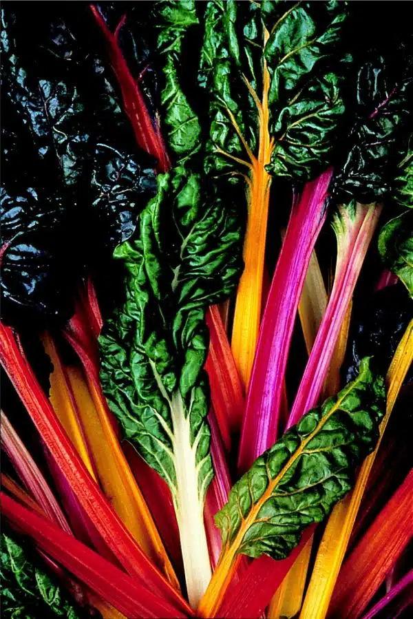 CHARD BRIGHT LIGHTS