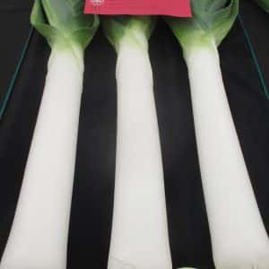 CERRIGYDRUDION Exclusive New Blanch Leek bred by Ivor Mace FNVS SEEDLINGS